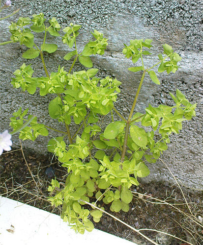 euphorbia peplus